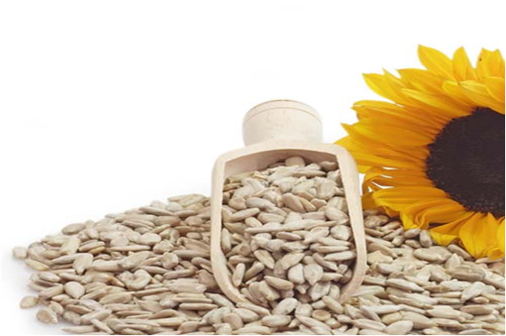 保加利亞無(wú)殼葵花籽