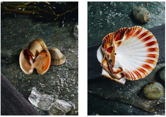 英國(guó)蘇格蘭鮮活海鮮