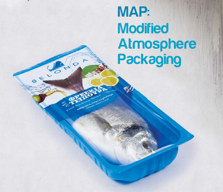 希臘愛琴海的金頭鯛和舌齒...