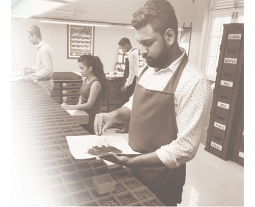 斯里蘭卡紅茶和綠茶