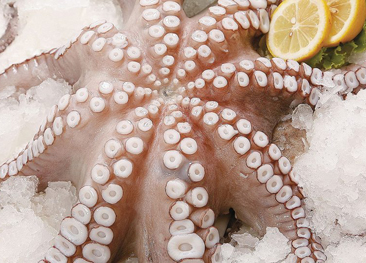 希臘冷凍海魚與海鮮