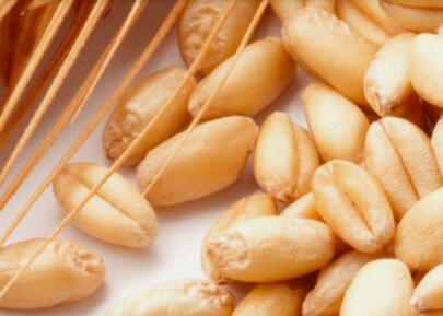 墨西哥玉米、大豆、鷹嘴豆...